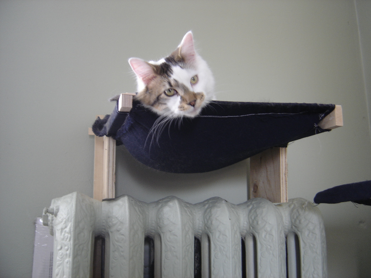Cat Hammock