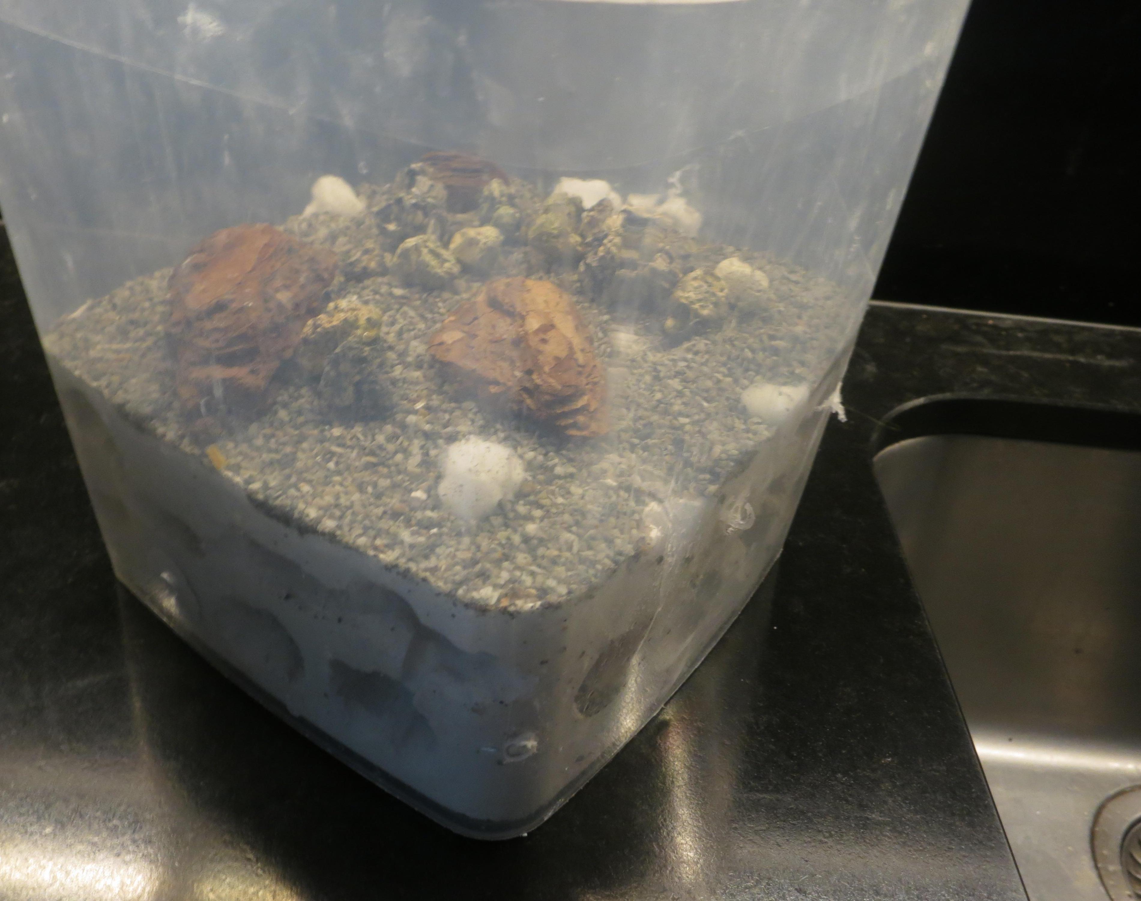 Plaster Ant Nest-formicarium