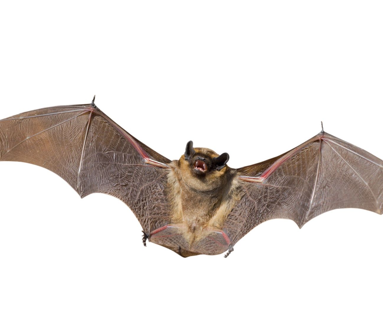 Bats Stay Free and They Will Eat Your Bugs!