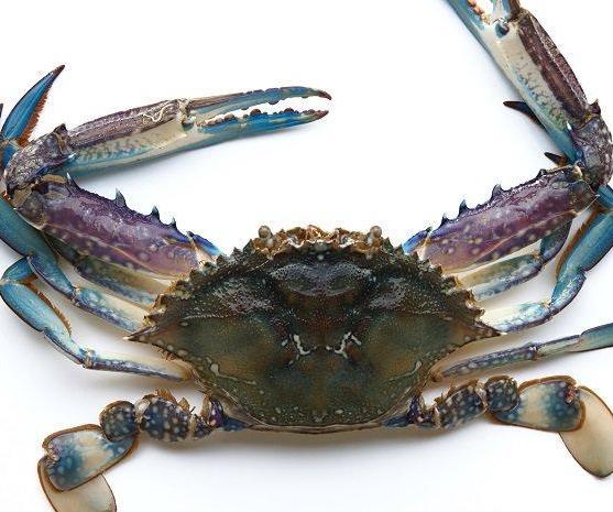 Aussie Spicy Crab Curry, in This Video We Show You Step by Step How to Cook a Aussie Style Spicy Curry That Will Impress Your Family