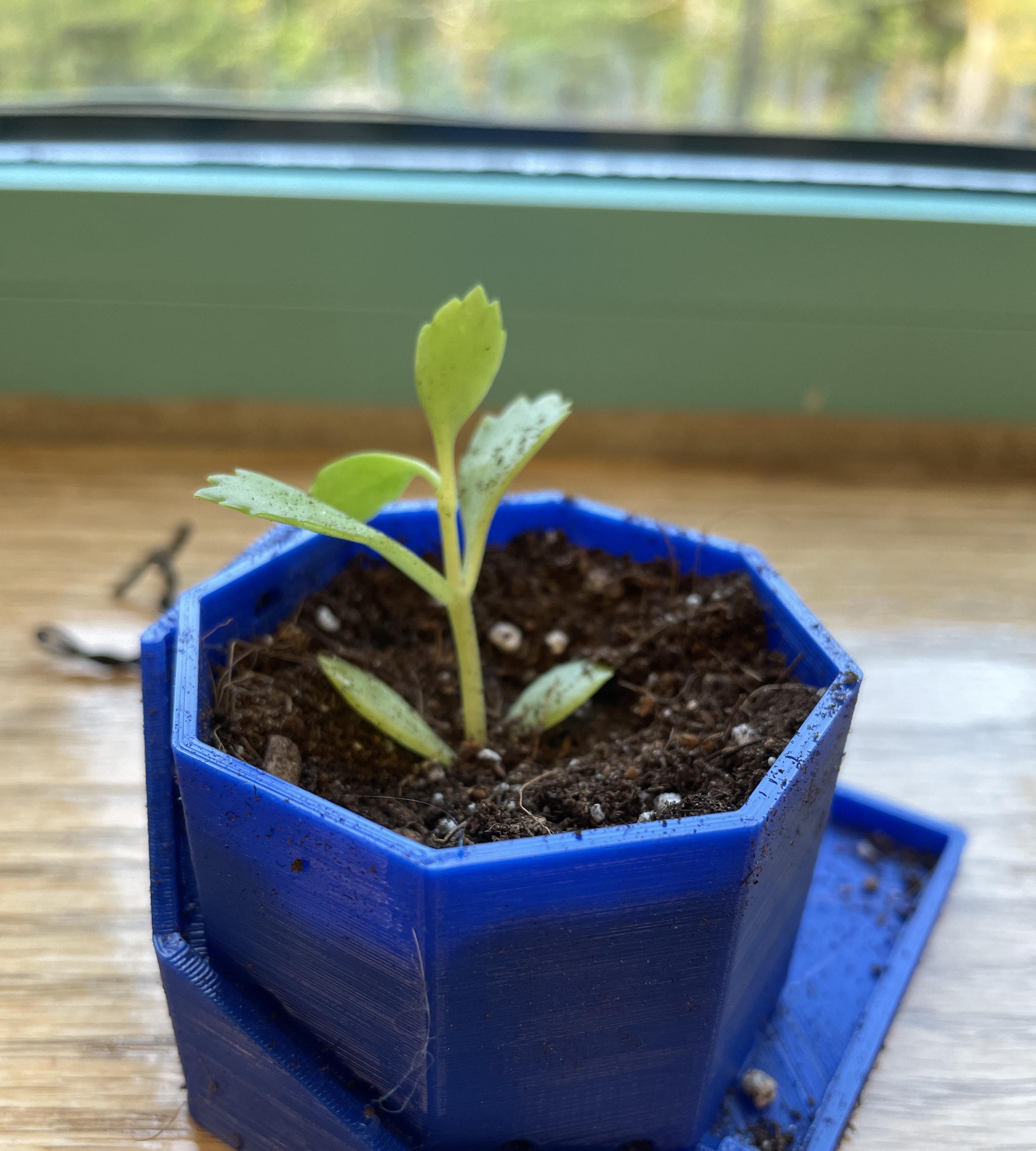 Mother of Thousands Planter