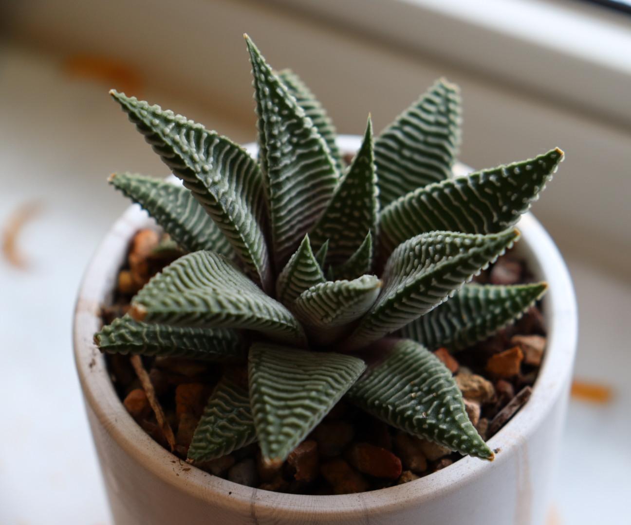 How to Take Care of Any Indoor Plant