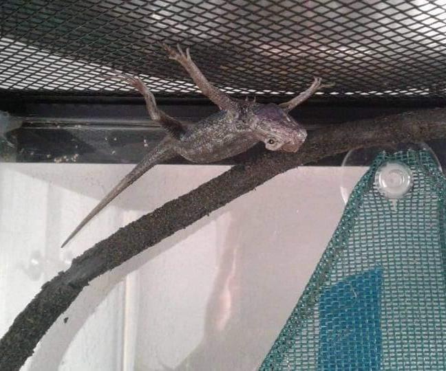 How to Care for a Blue Belly Lizard