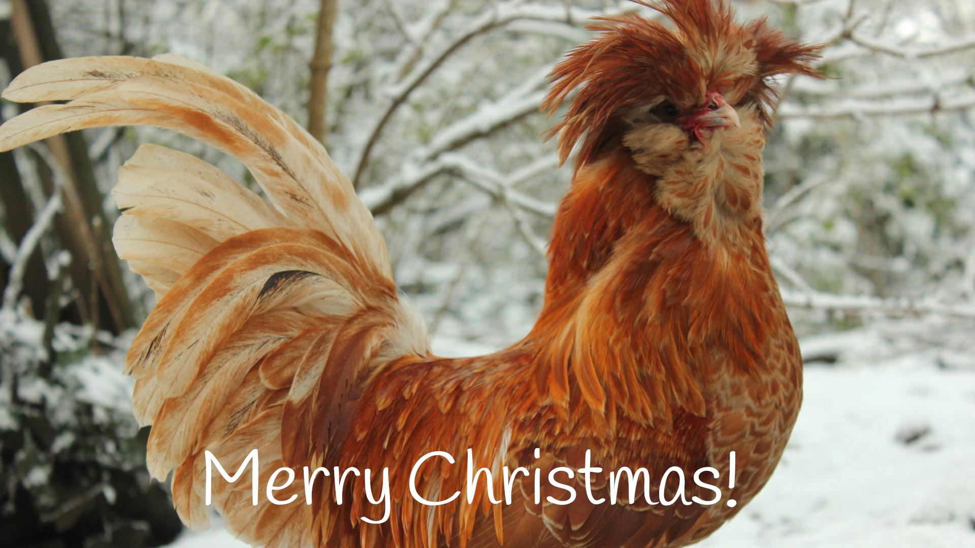 The Twelve Chickens (Days) of Christmas - Making  a Musical #Short Gift Card