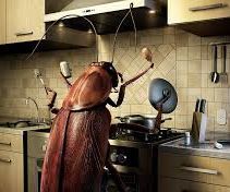 House Roaches- -No, No, I Don't Think So!