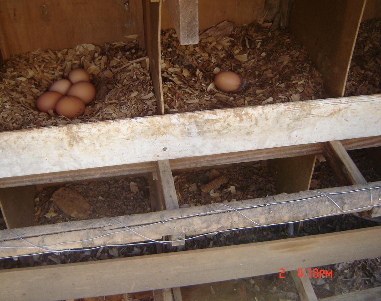 Electric Nesting Boxes