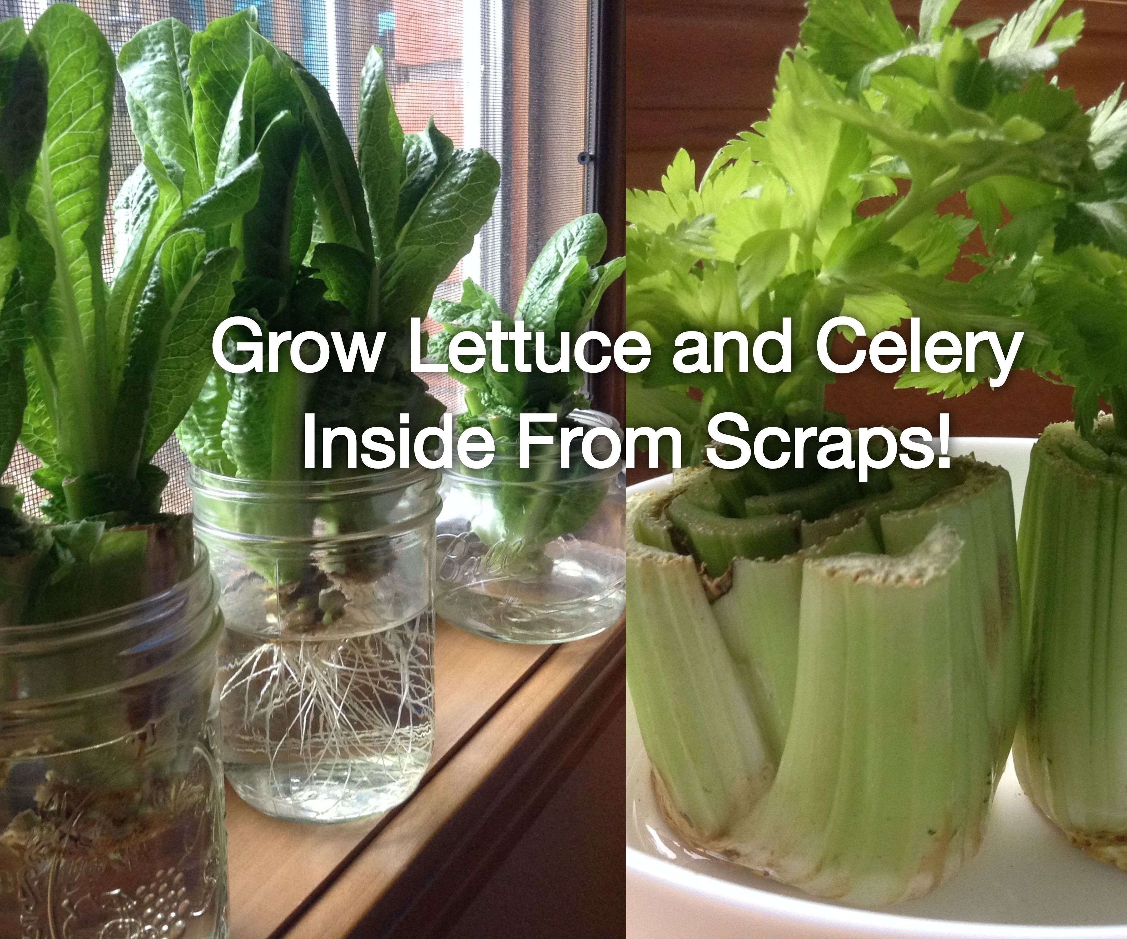 Regrow Lettuce and Celery Scraps Indoors (Super Easy!)