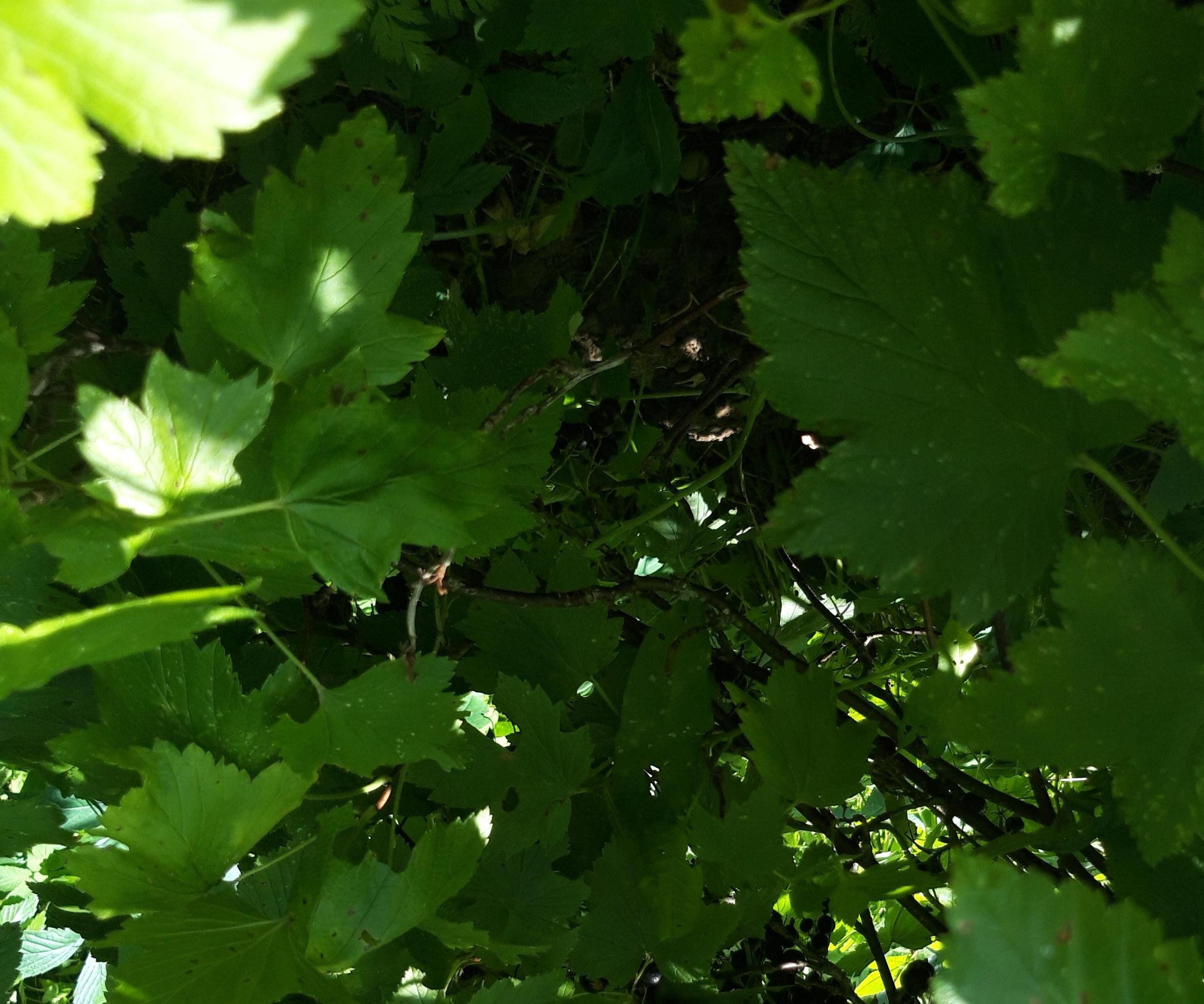 3 From 1- Cooking With Blackcurrant