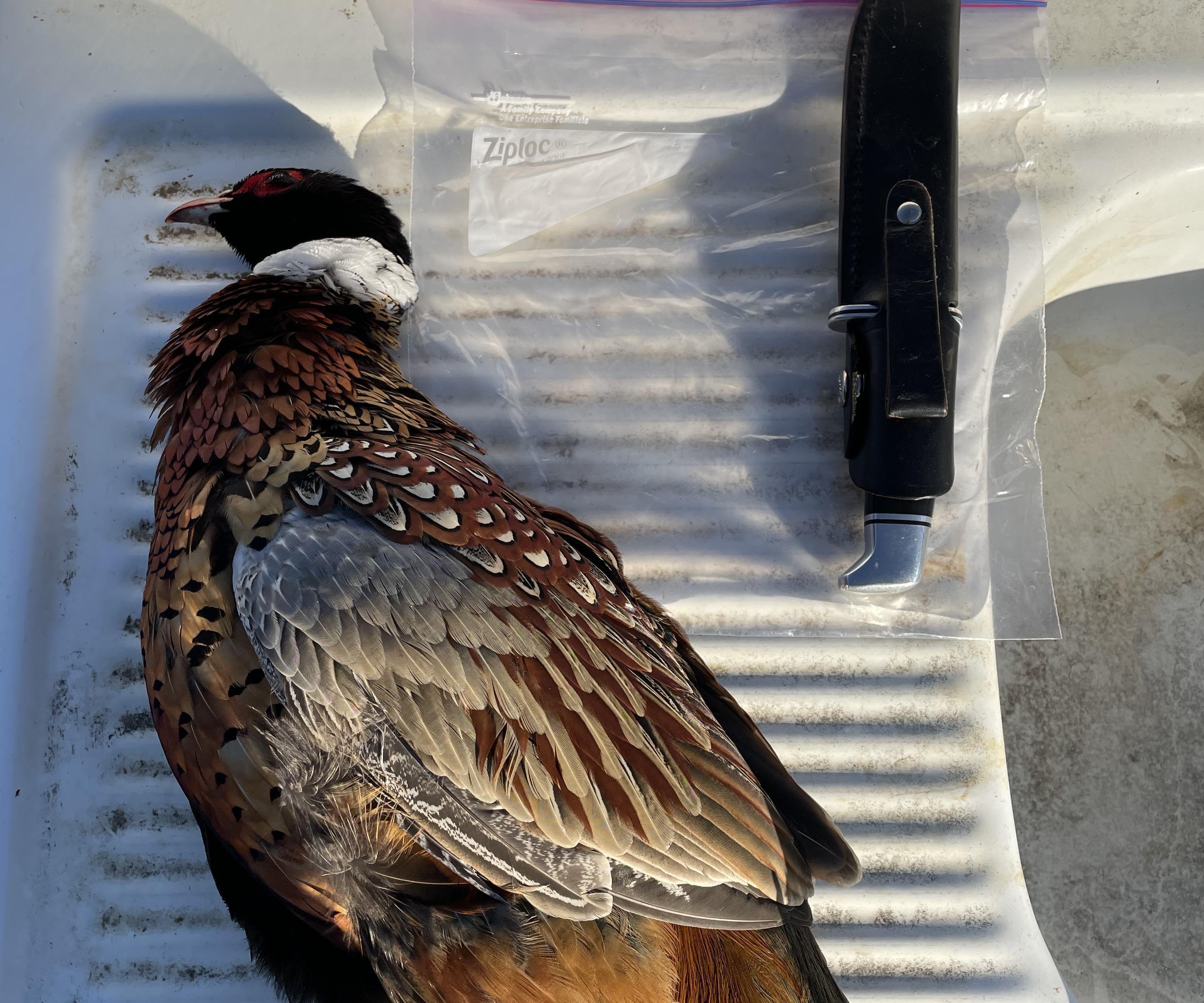 How to Clean a Pheasant