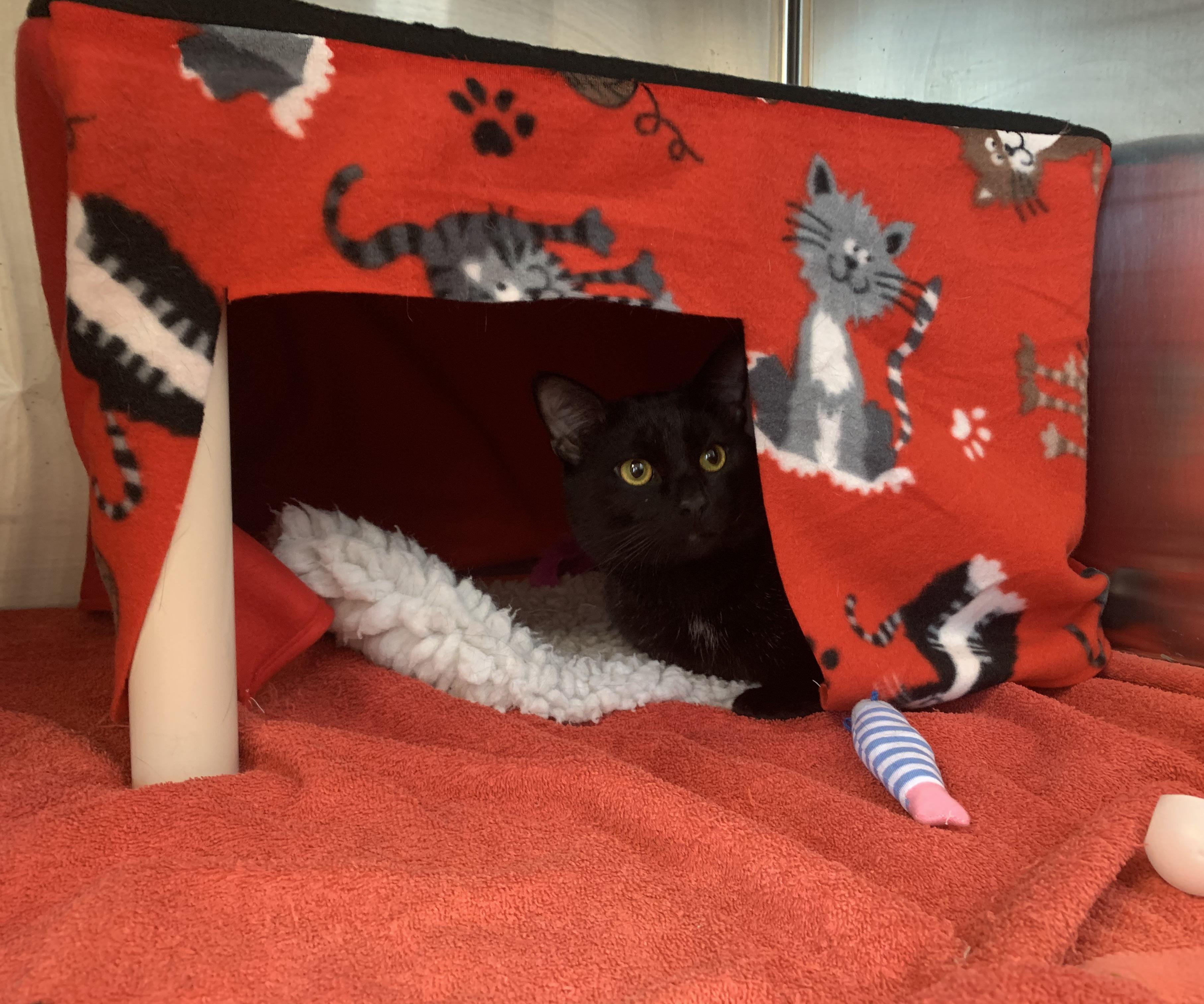 Arpie's Cat Kuranda House