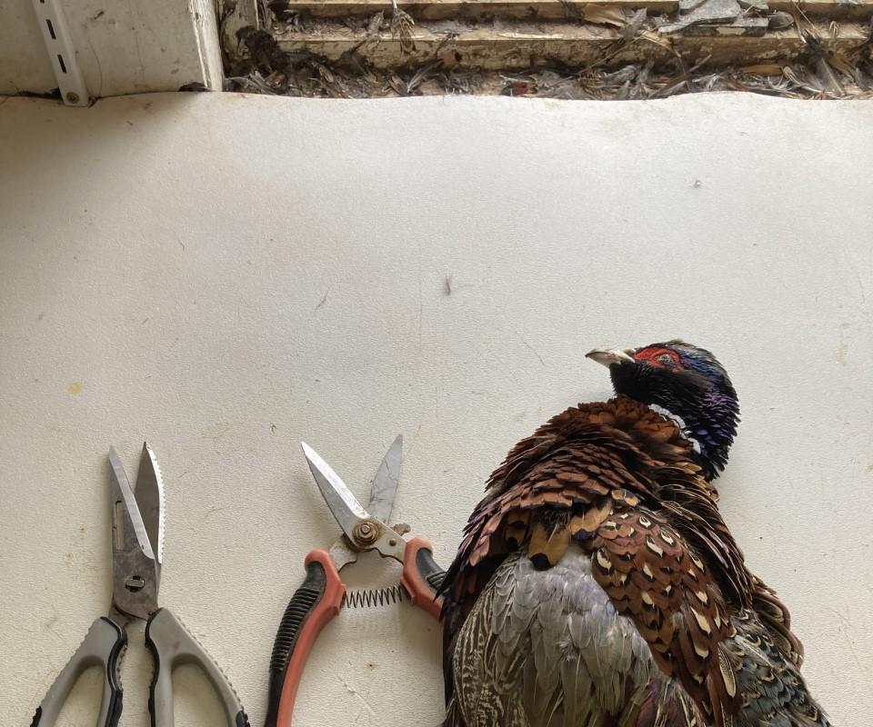 How to Butcher a Pheasant 