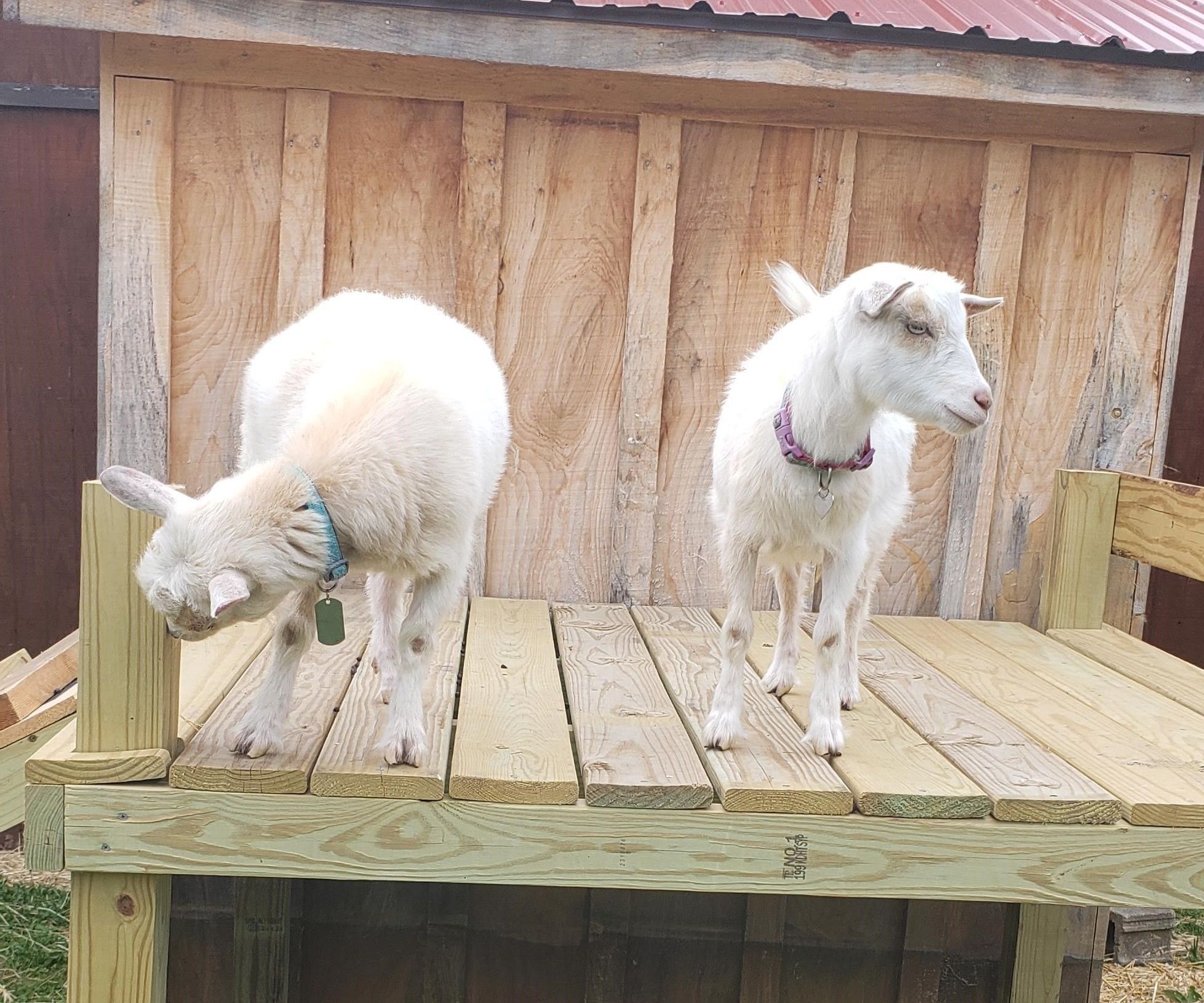 Goat Tower With Slide