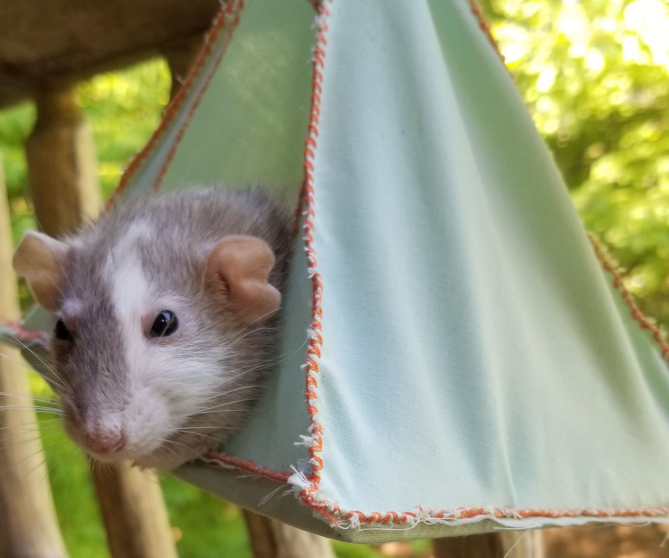 Hanging House for Little Critters