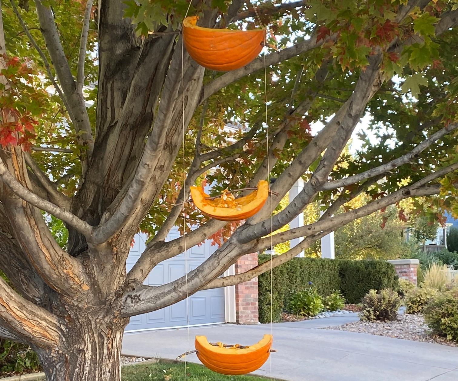 Pumpkin Bird and Squirrel  Feeder