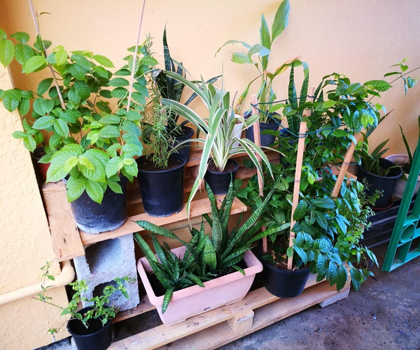 DIY Outdoor Pallet Plant Shelf