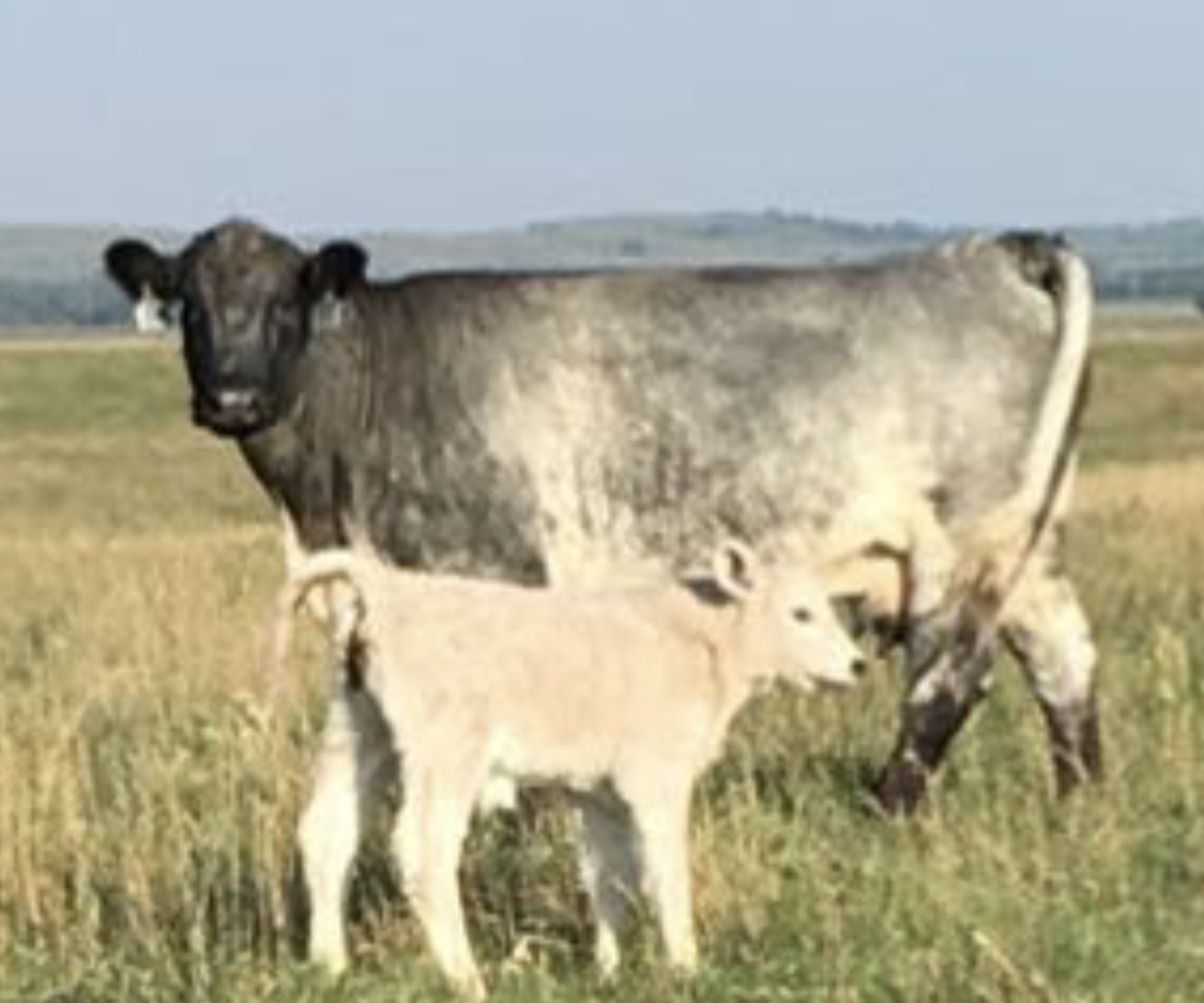 How to Tag Calves Properly