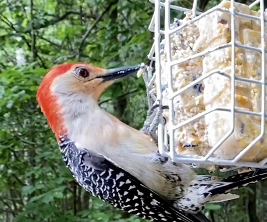 Super Easy 3 Cake Suet Feeder