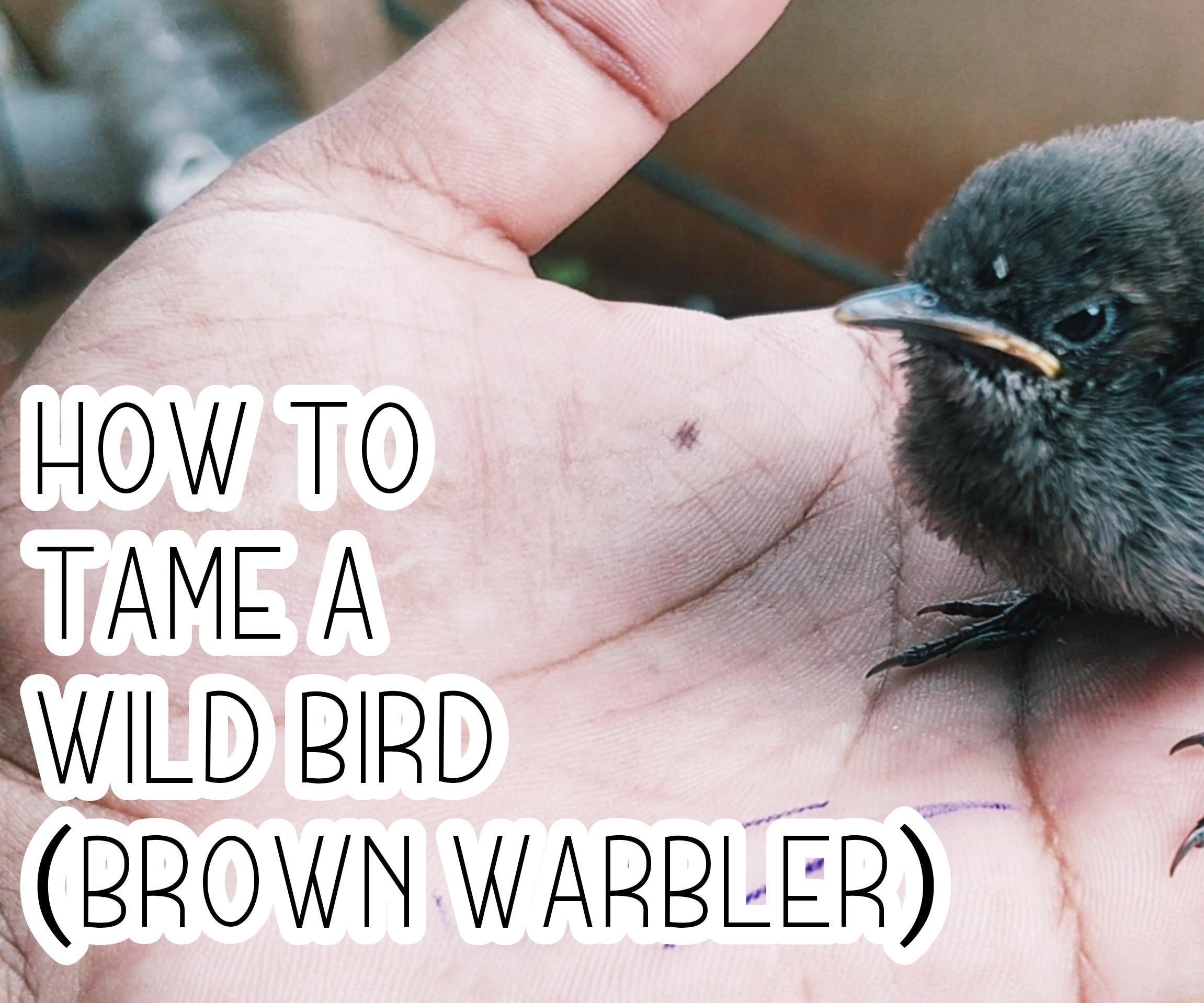 Easy Way to Tame a Bird As companion