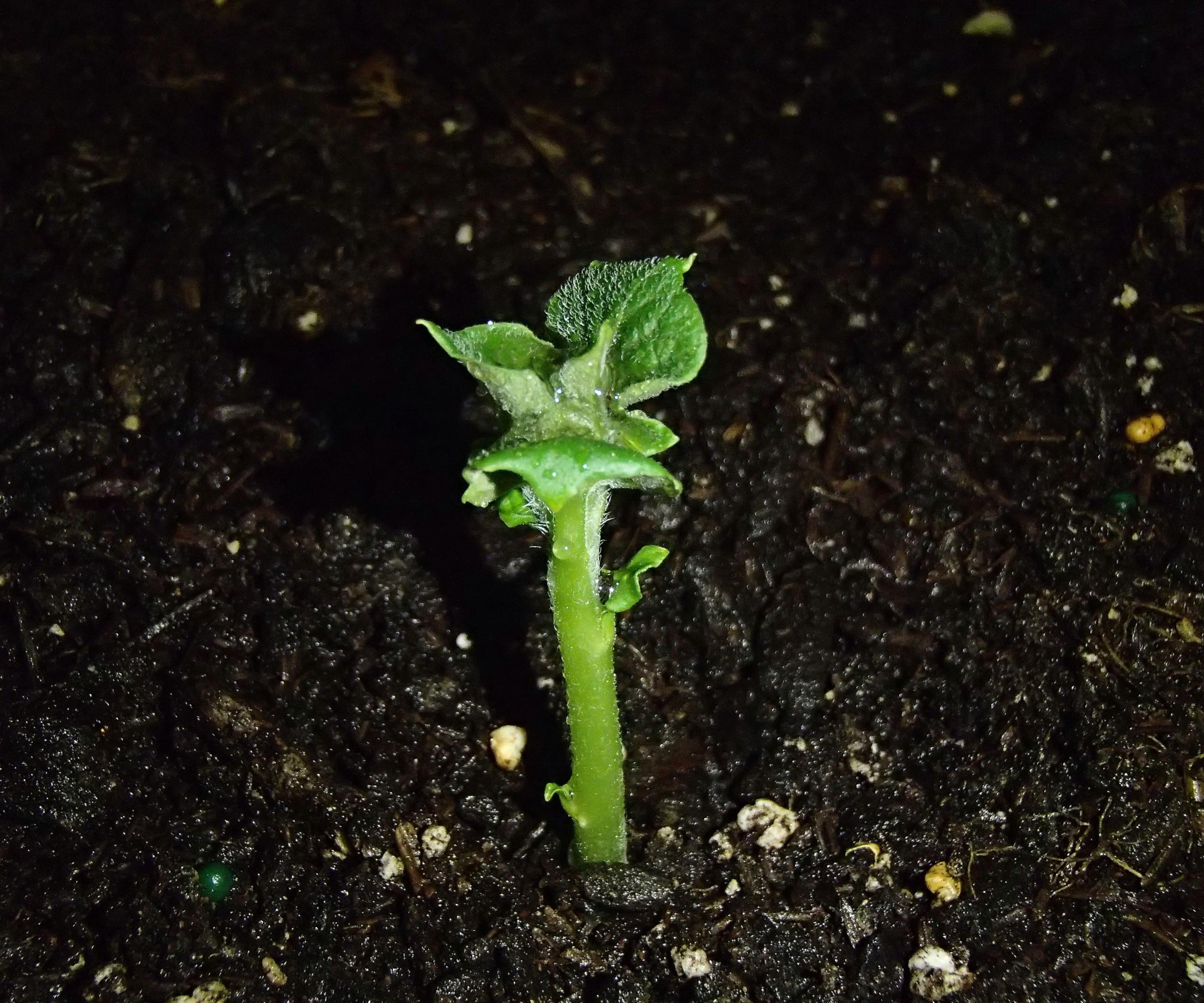 Dill (Pickle) Potato Salad