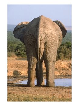 C:\Documents and Settings\HP_Owner\Desktop\Mandy's Stuff\Neighbors Project\Instructables photos\a rear end.jpg