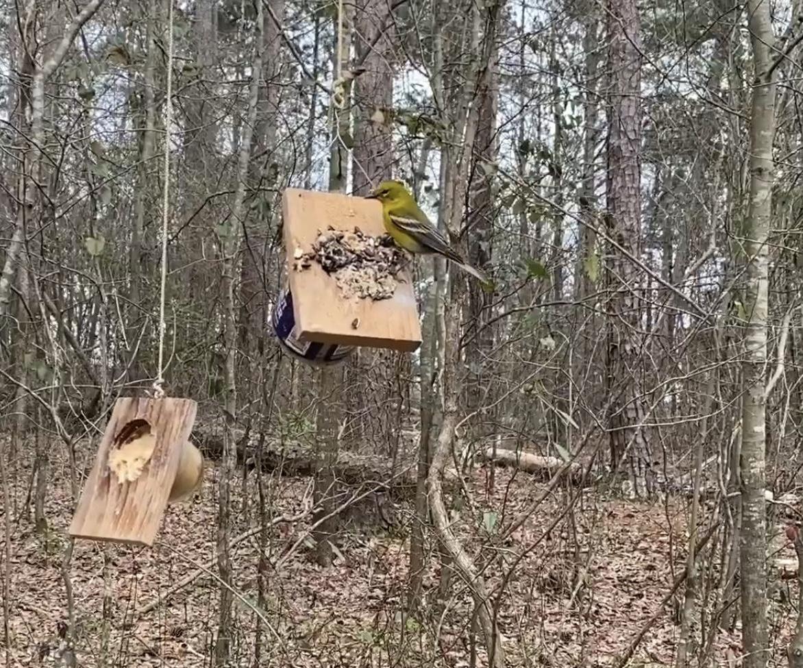 Dollar Store Peanut Butter Bird Feeder