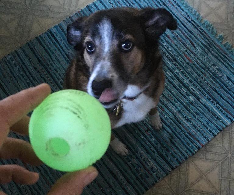 Glow-in-the-Dark Dog Ball UV Recharger
