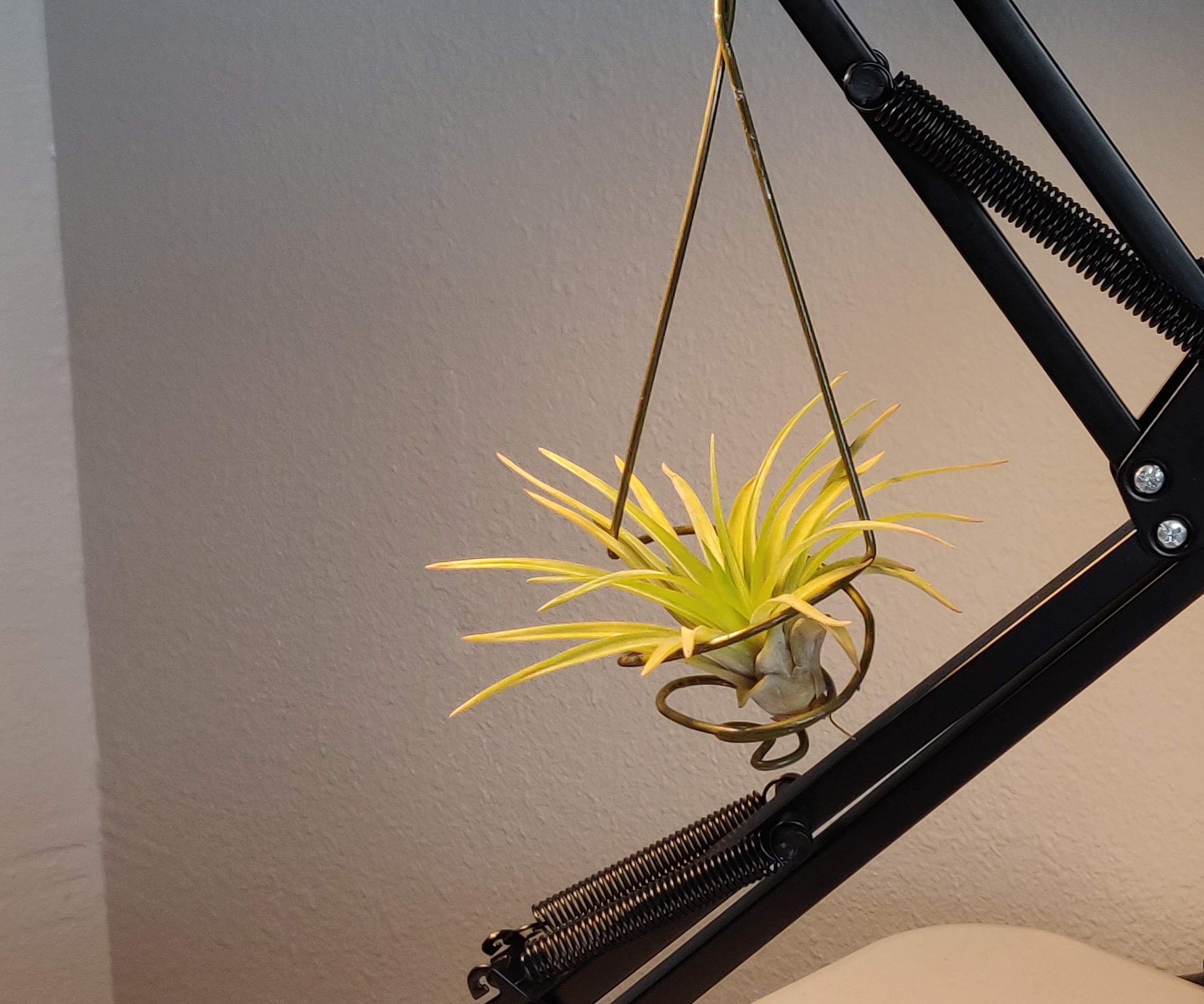 Airplant Holder From Clothes Hanger