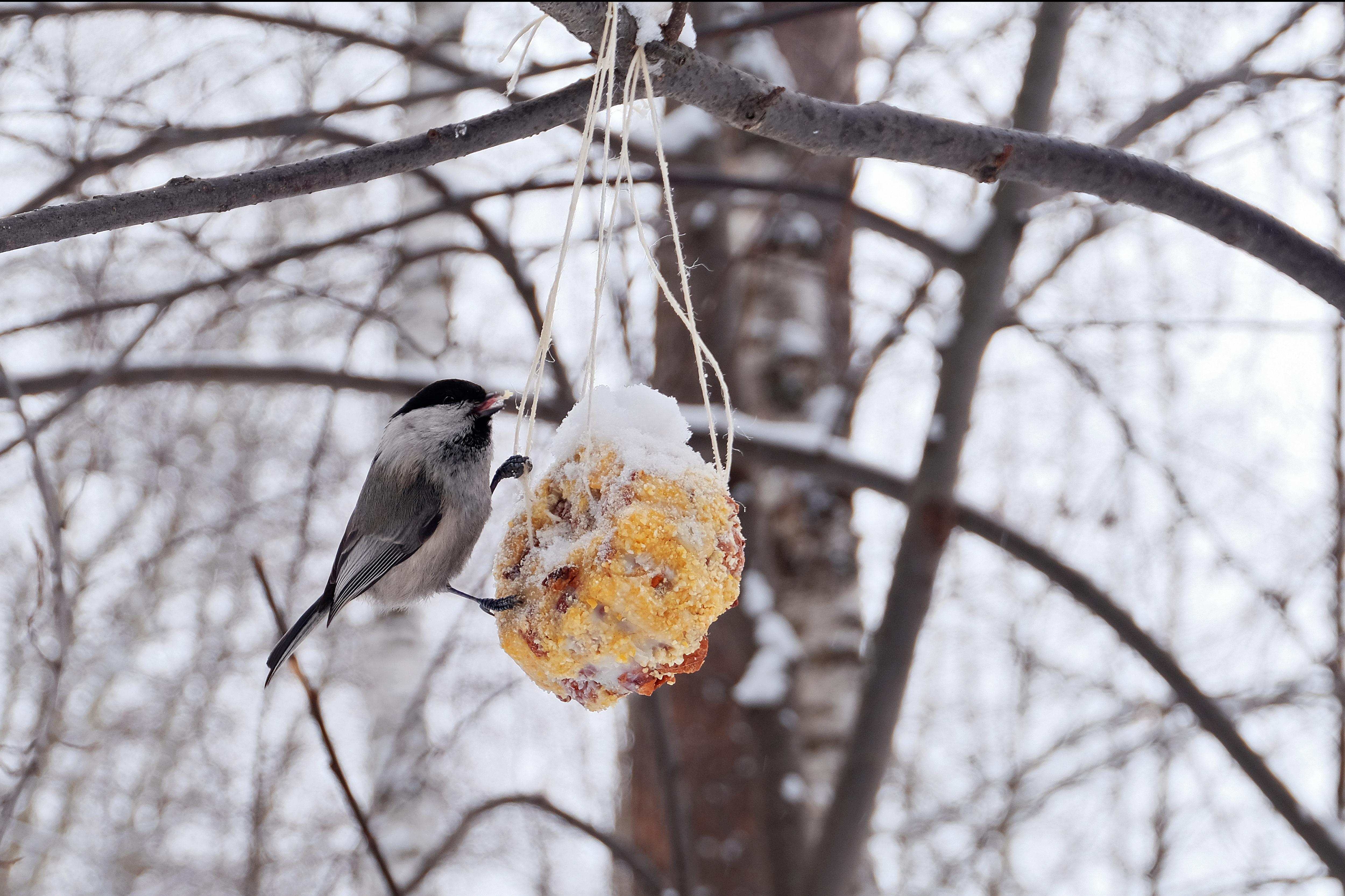 Treats (cakes) for Birds