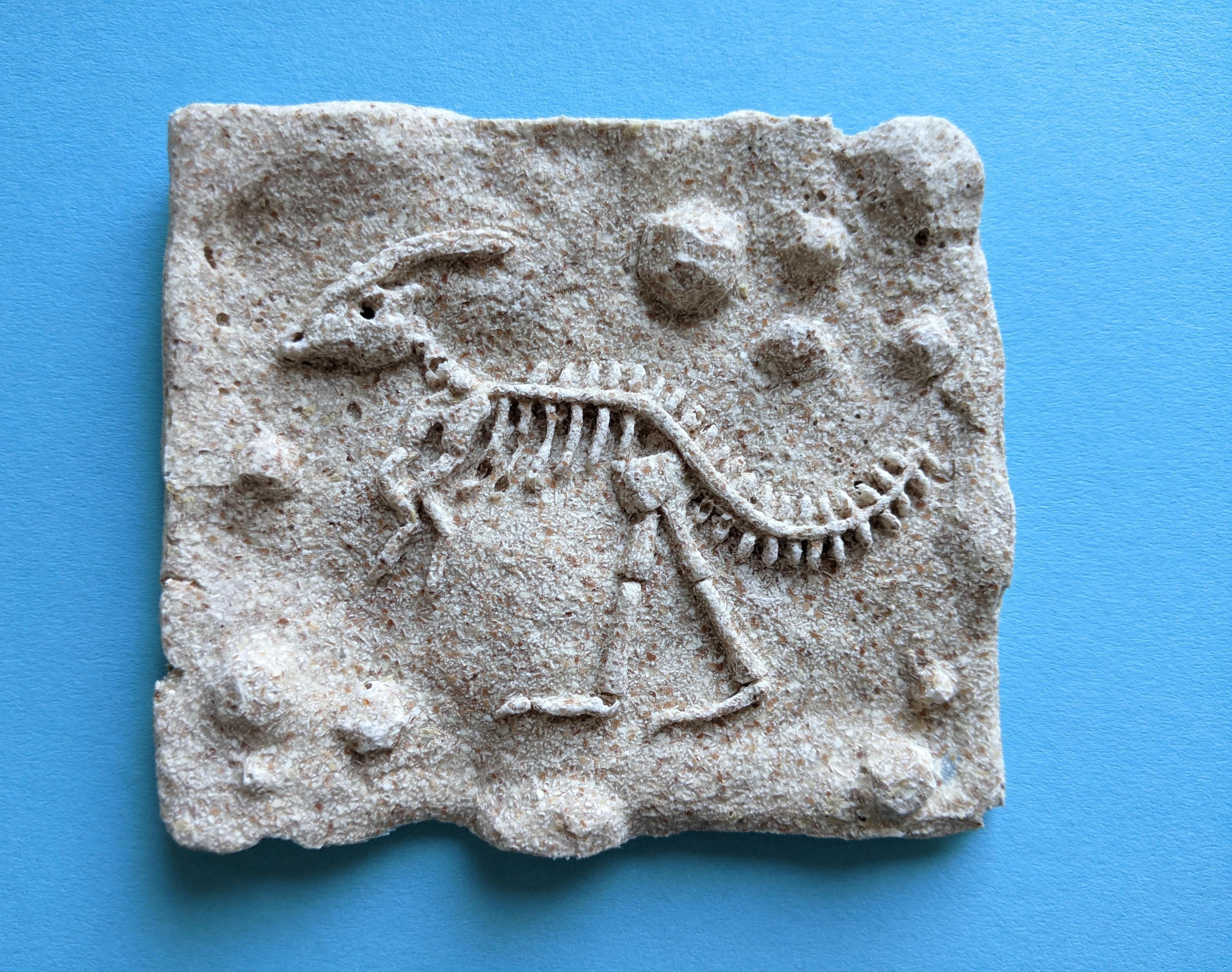 Dinosaur Fossil From Eggshells! 