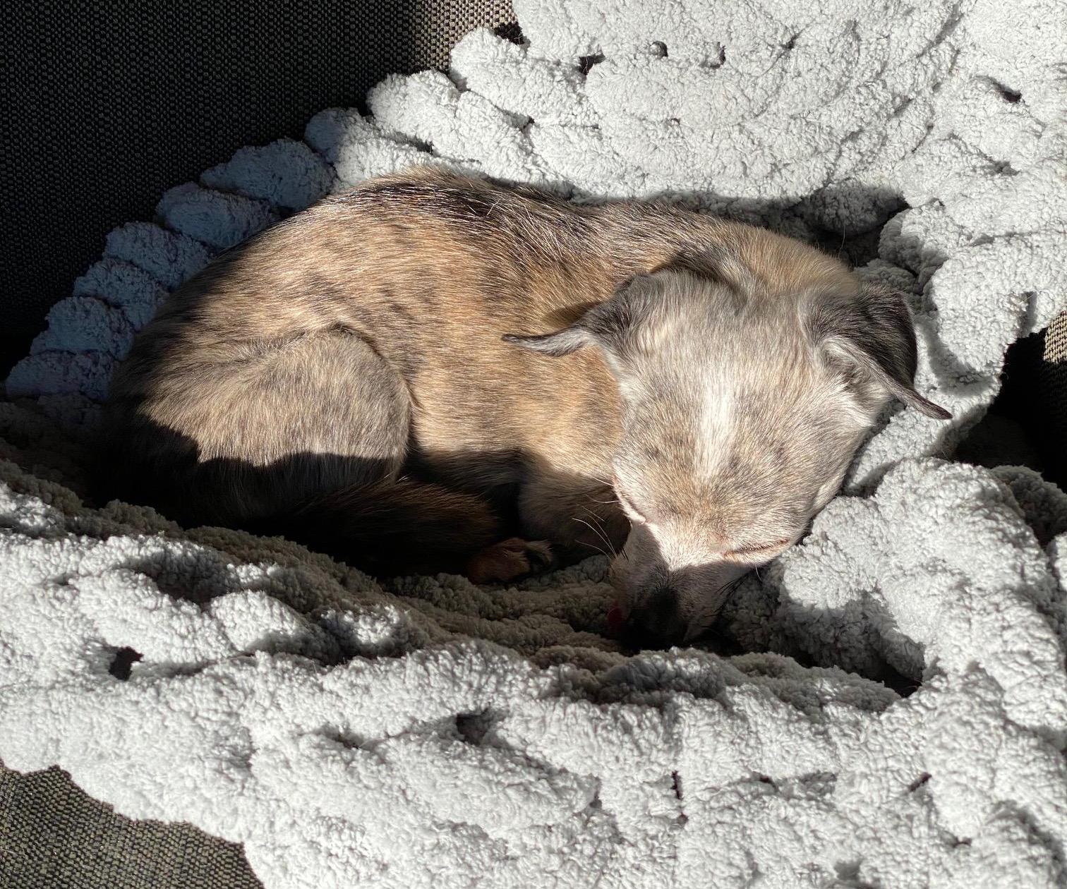 Small Hand Knit Dog Bed - Easy