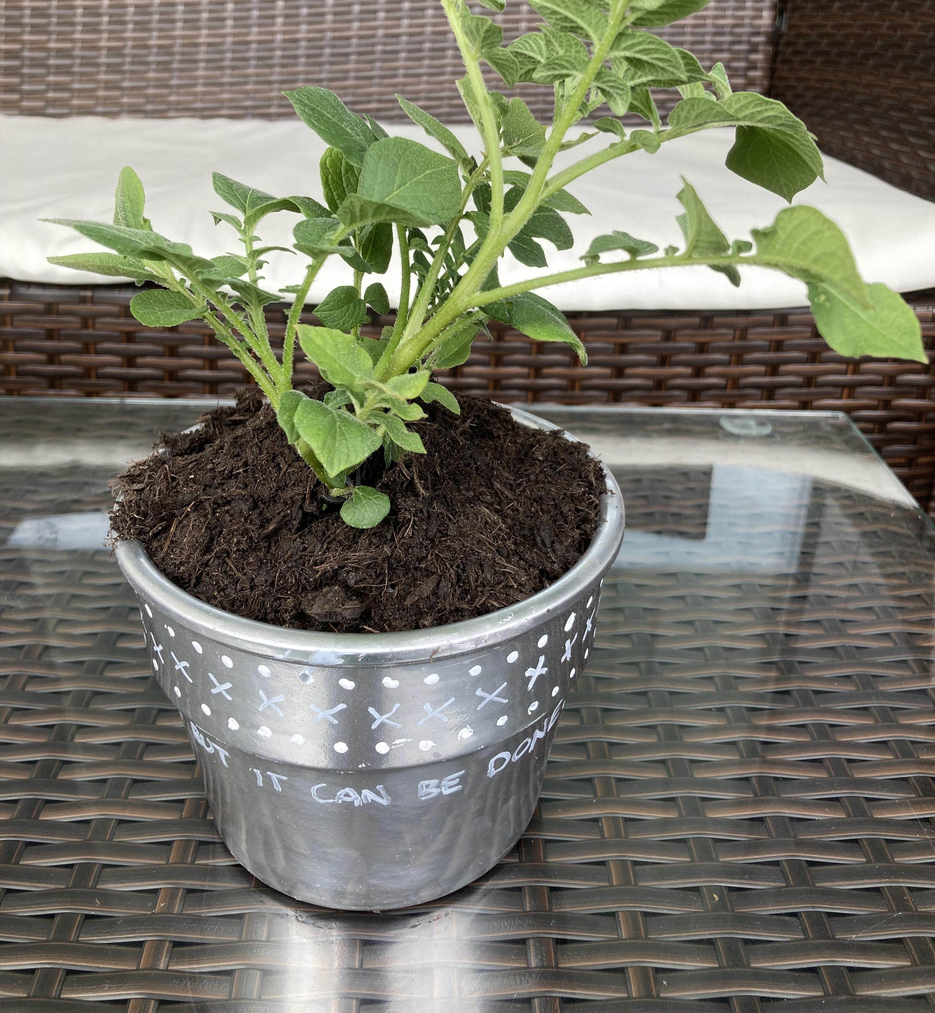 Plant Pottery Reuse Collection