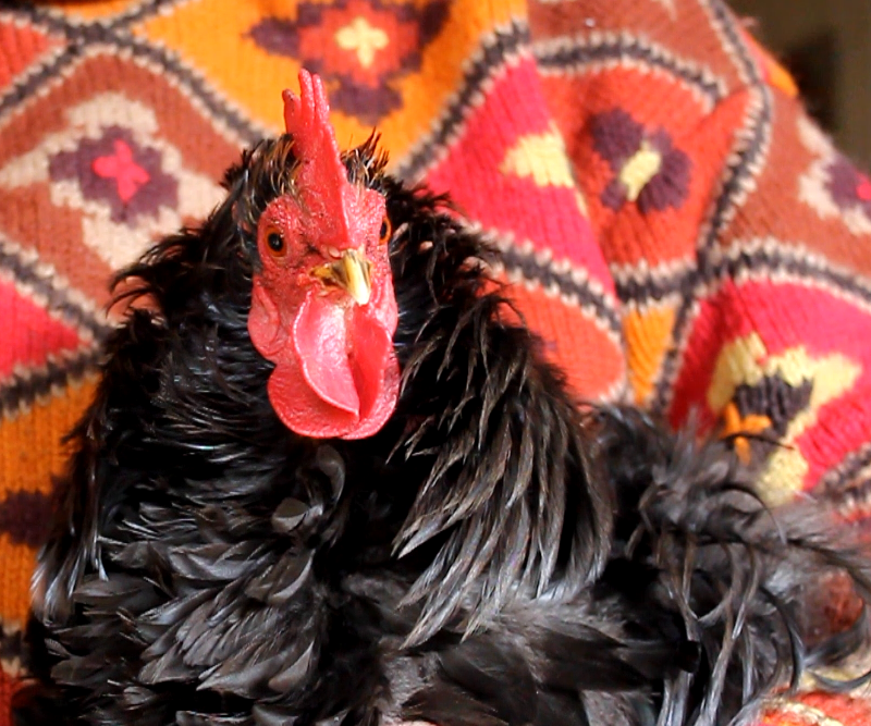 Do Poultry Make Good Pets?