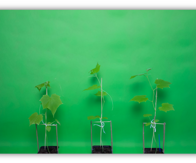 Does Music Affect Plant Growth?