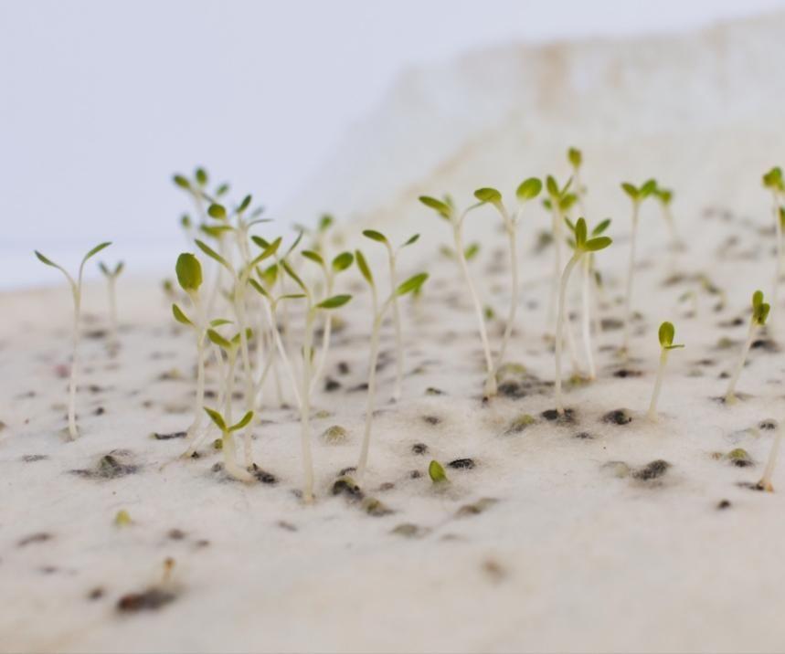 PLANTABLE HANDMADE FELT / FIELTRO ARTESANAL PLANTABLE