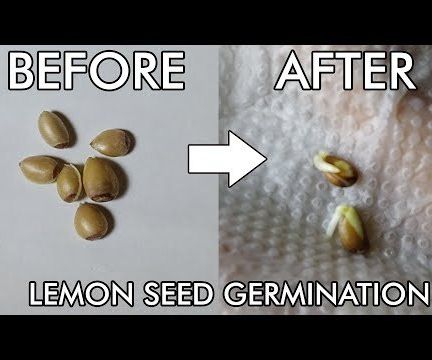 How to grow lemon plant from seed