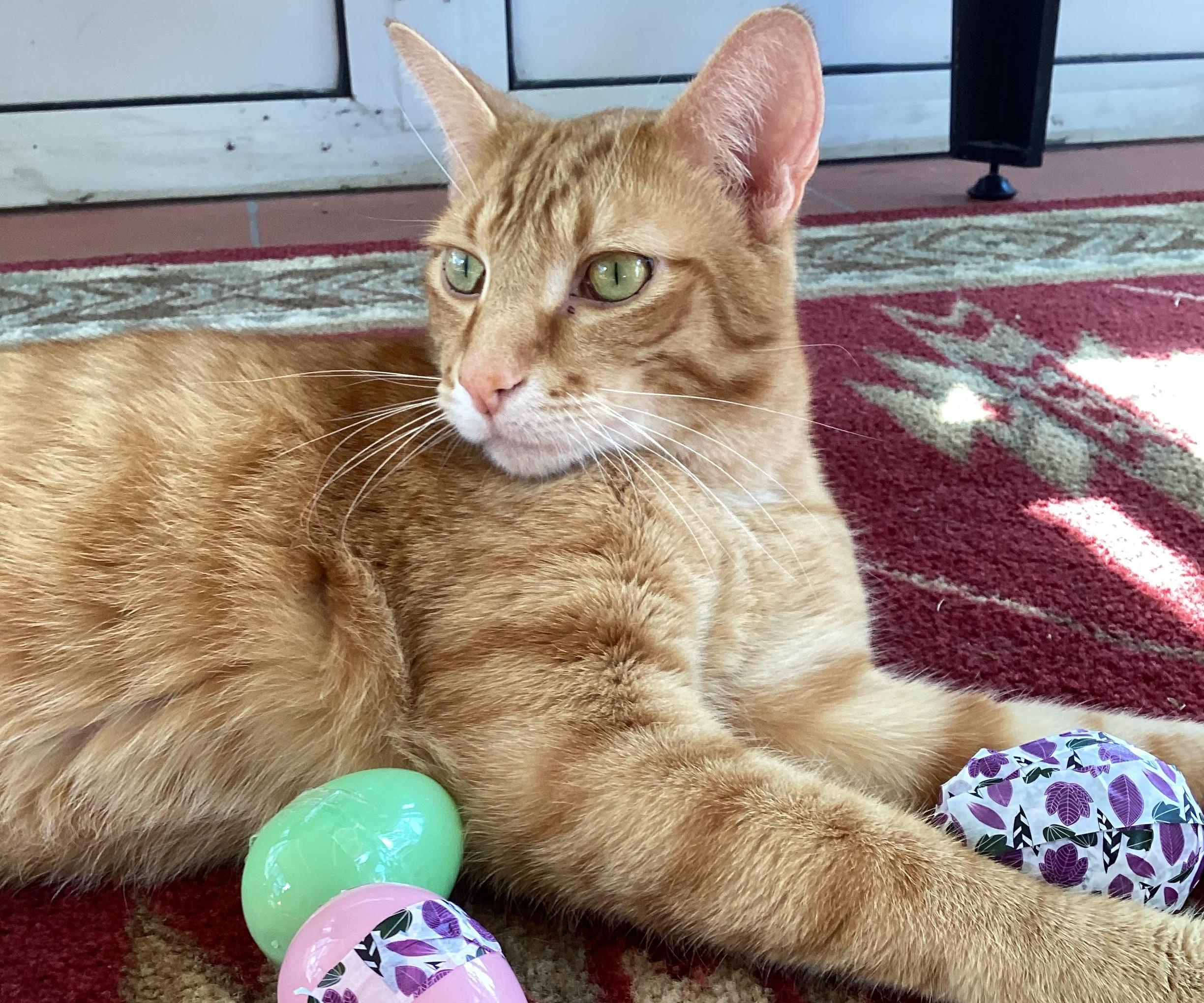 Super Easy Easter Egg Cat Toy in Two Easy Steps!