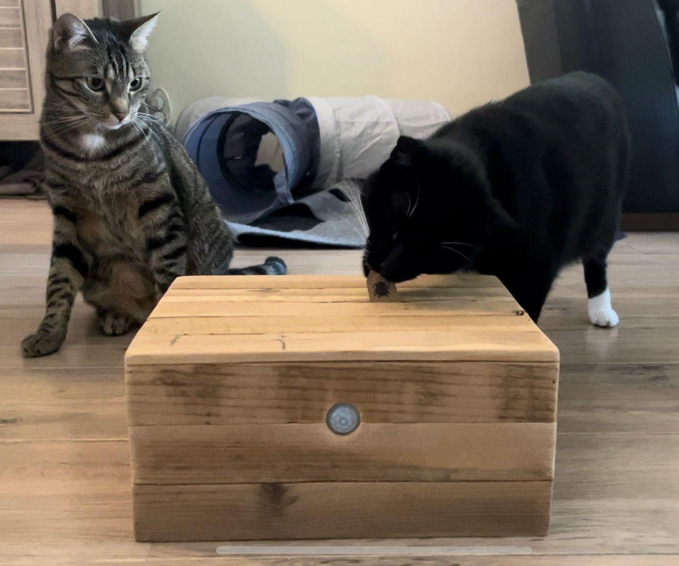 Interactive Cat Toy -- Eddie Lever ITTT