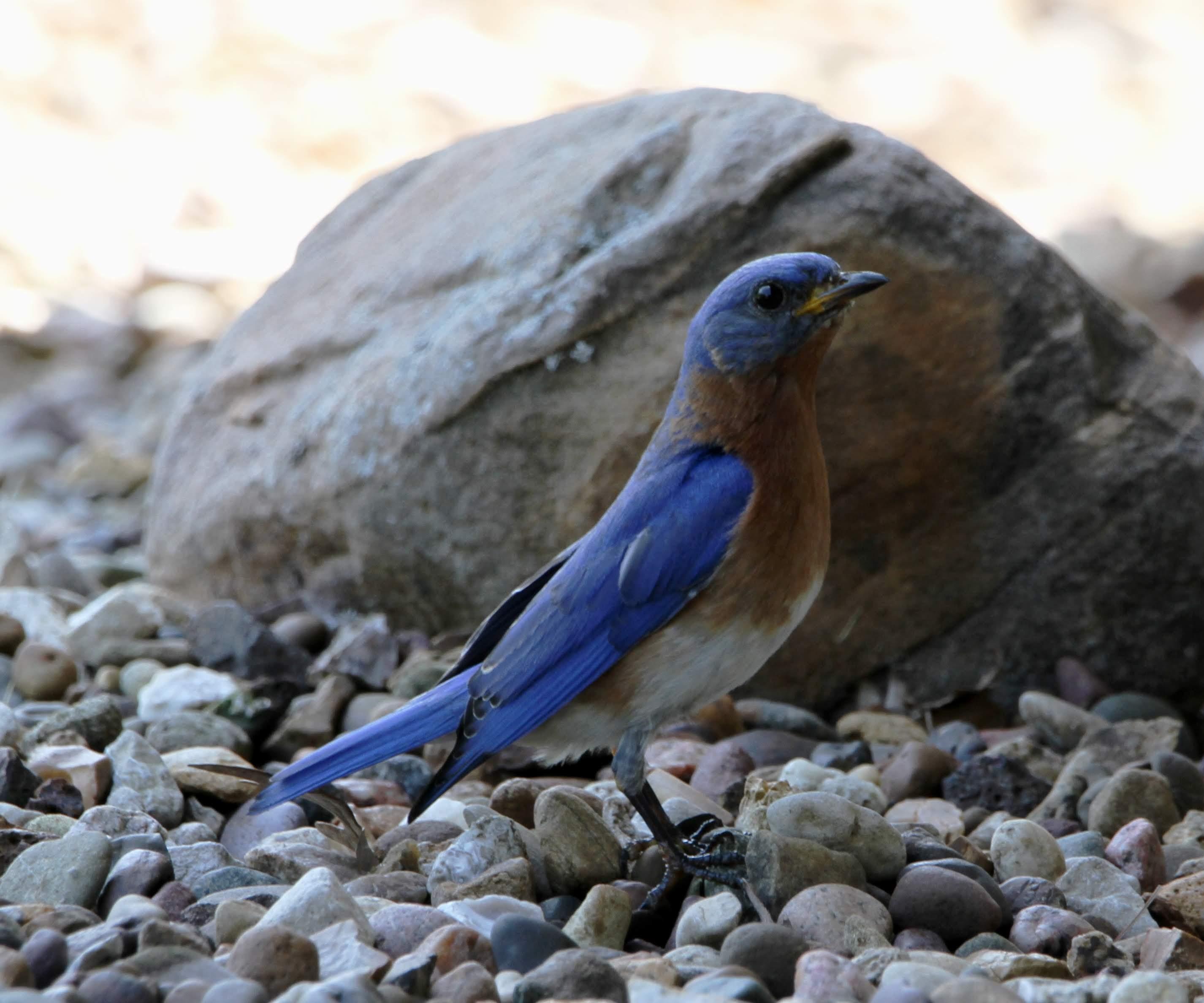 Bluebird House From Scrap 2" X 6" Lumber