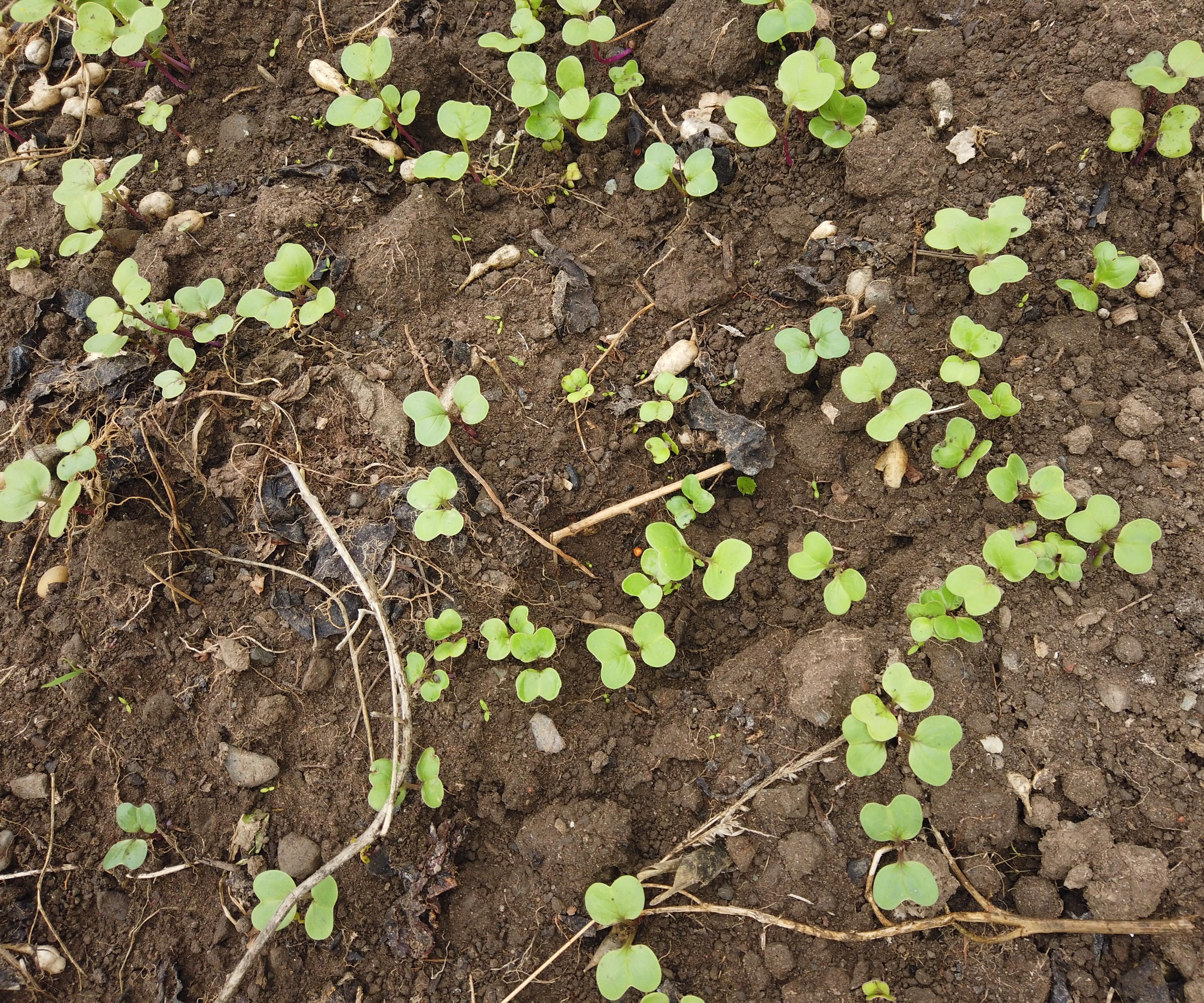 Growing Turnips Using Cardboard
