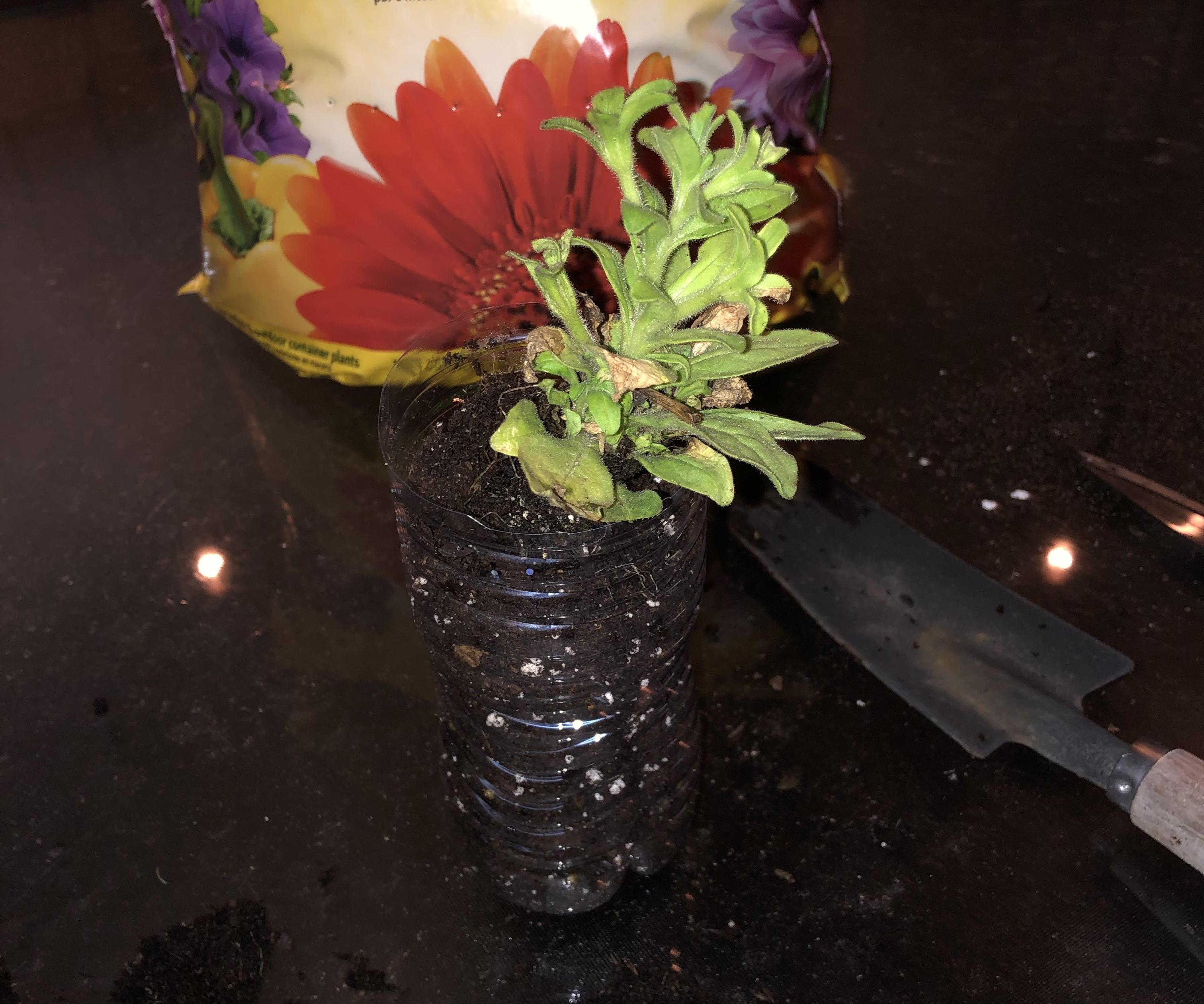 Water Bottle Into a Plant Holder