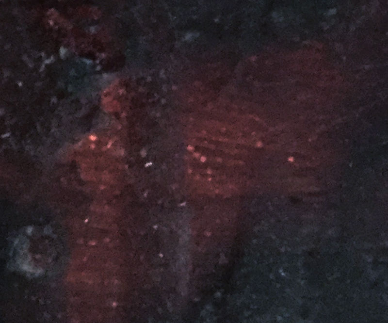 Trace: a Work-In-Progress