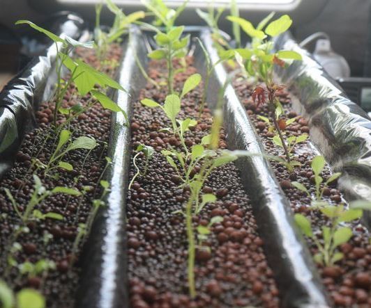 Low-tech Hydroponics System