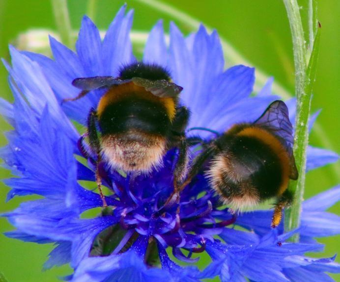 3D Printable Bumble Bee Nest