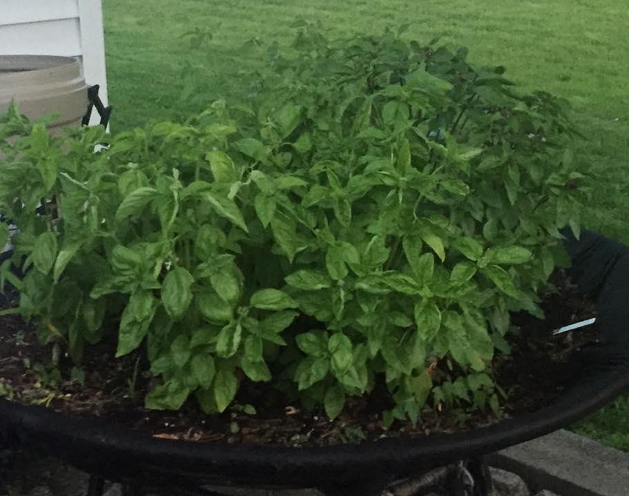 Raised Herb Garden From a Recycled Papasan Chair