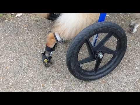 Anti-Knucking Shoes - for Dogs With Degenerative Myelopathy