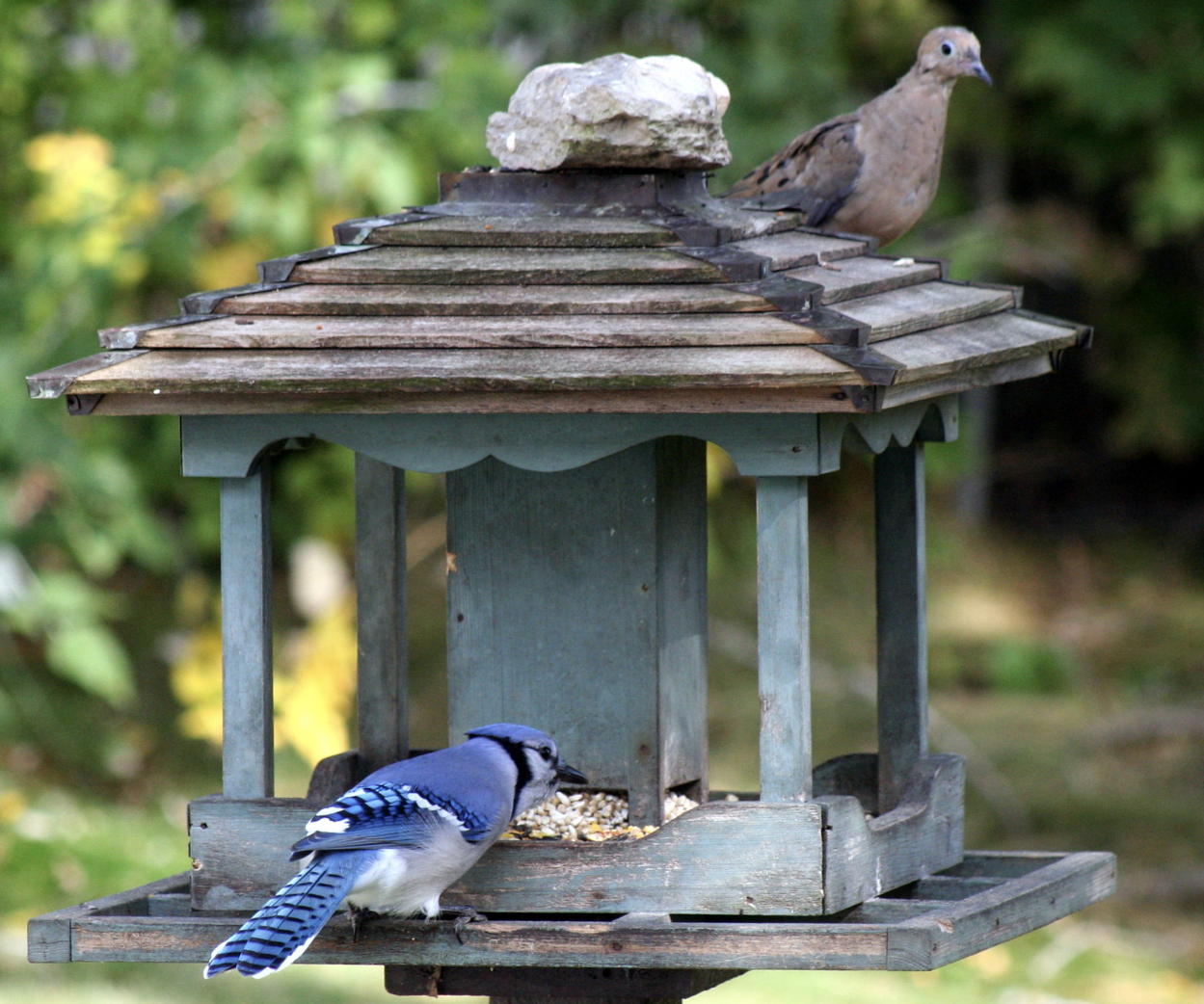 Birdwatching for Beginners