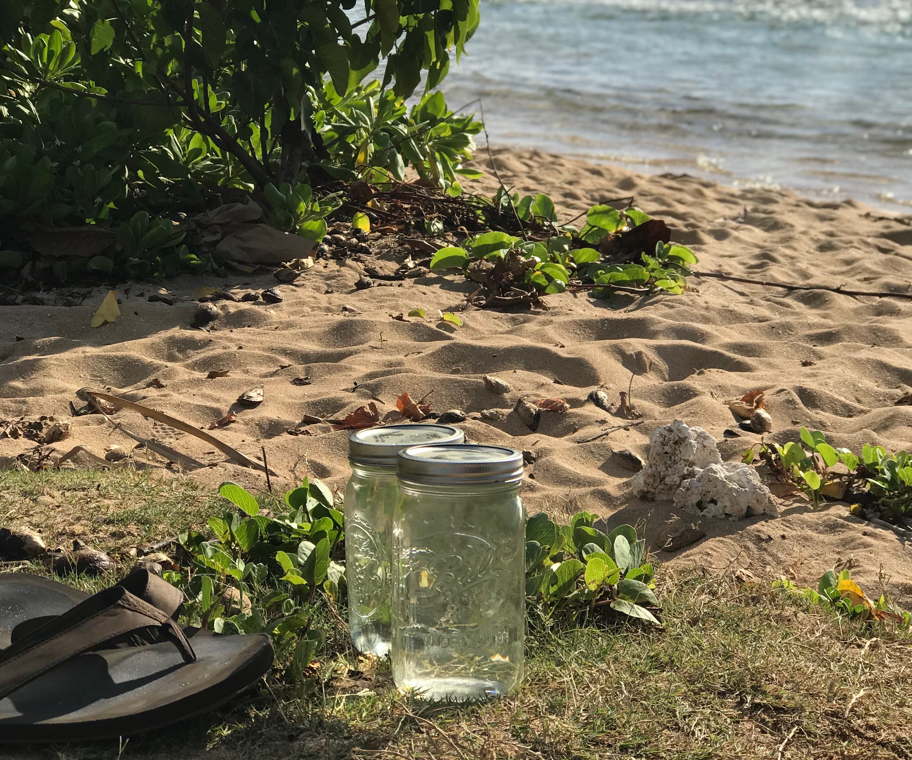 TRUE HAWAIIAN SEA SALT