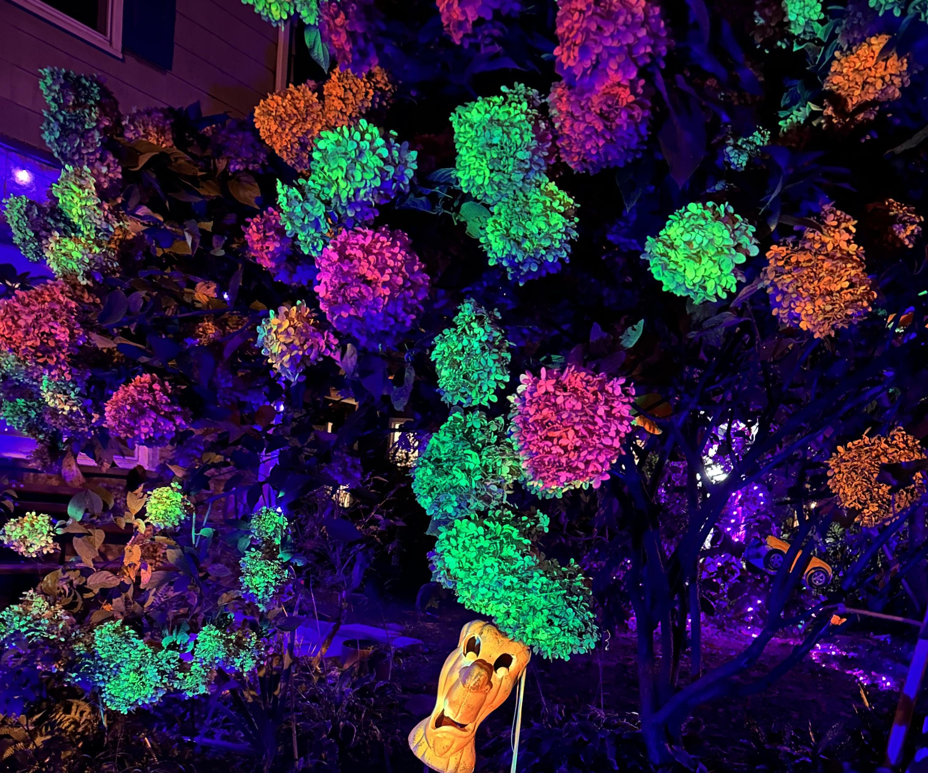 Flourescent Hydrangea
