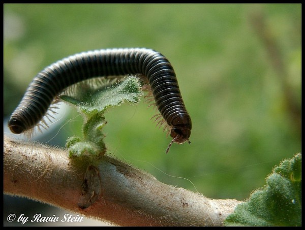 I:\CAPTURES\������������ ��������������������\New Folder (2)\New Folder\PICT1501 (865 x 653)s (600 x 453).jpg