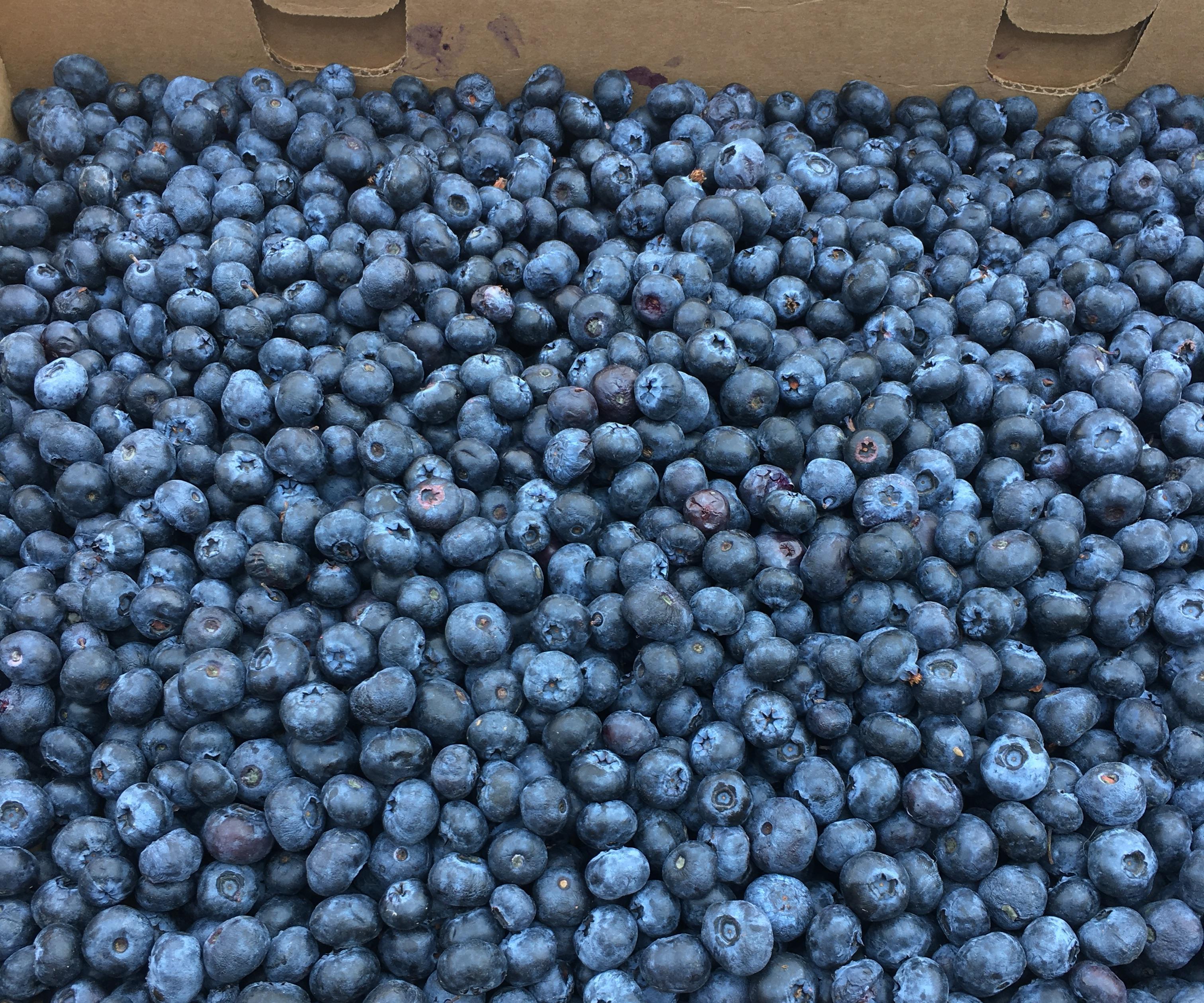 Canning Blueberry Pie Filling